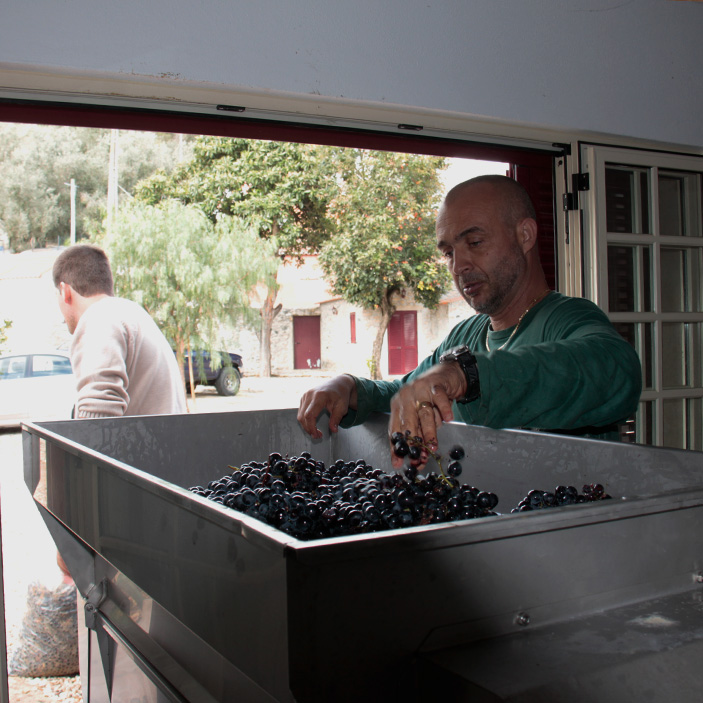 Manzwine Experience