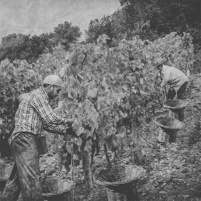 BG Manzwine História
